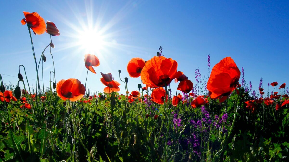 A la primavera le perdonamos sus cambios de humor y el abandono que deja en la sangre y en el ánimo