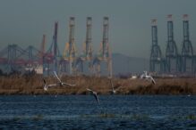 Puerto de Valencia - Sociedad