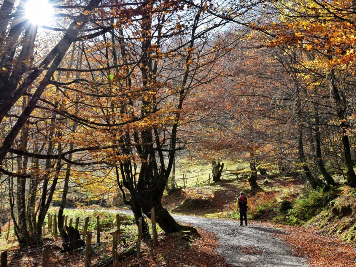 Bosque de Peloño - Sociedad