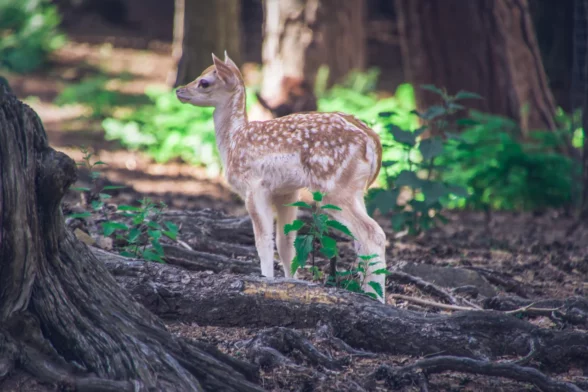 Lacuniacha, santuario con animales en los Pirineos aragoneses