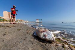 Crisis en el Mar Menor - Sociedad