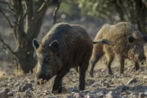 Jabalíes - Economía