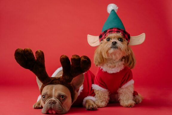 Mascotas en Navidad - Sociedad