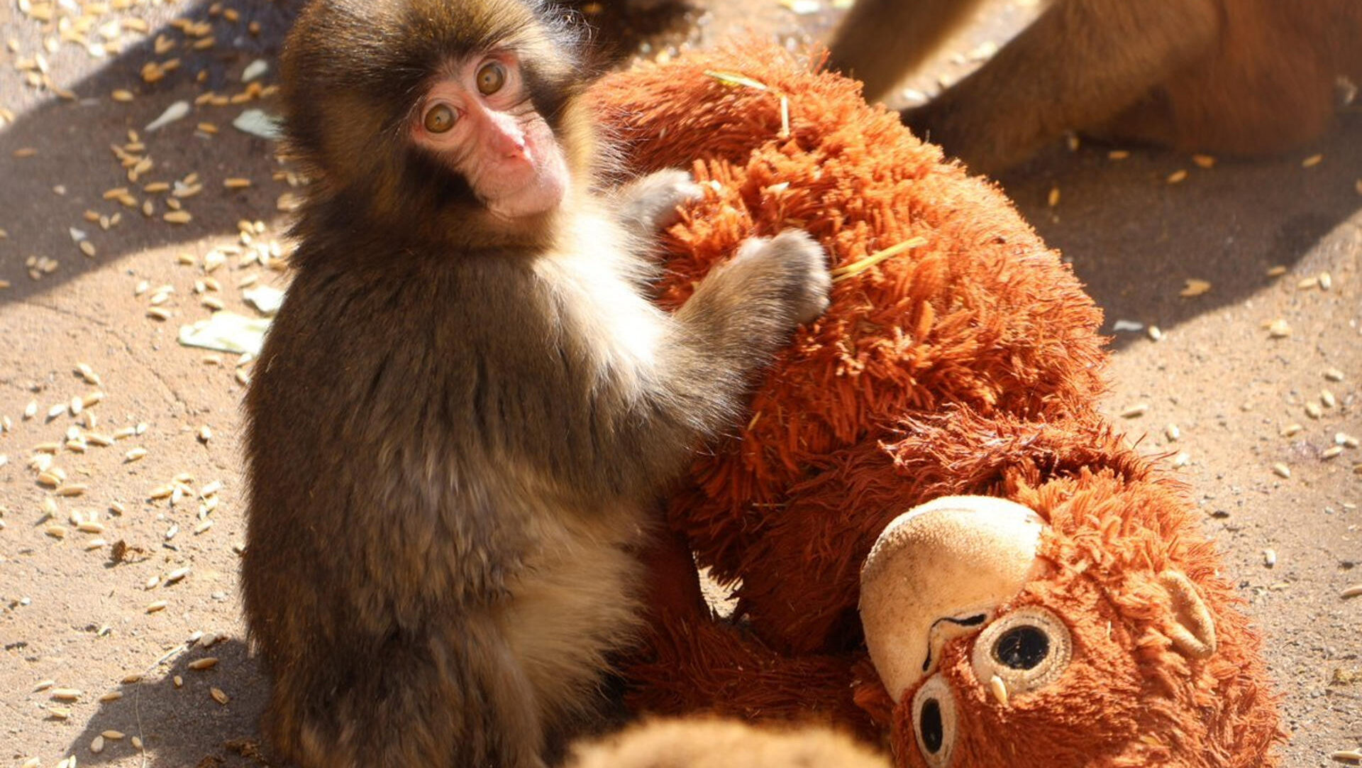 Qué hay detrás de Punch, el bebé mono que conmueve a internet con su peluche de orangután