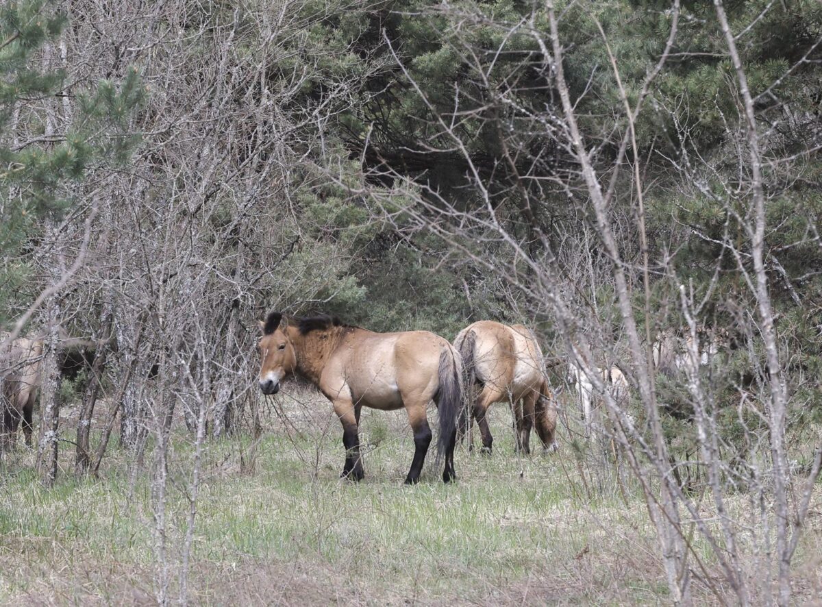 Los animales de Chernóbil