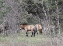 Los animales de Chernóbil