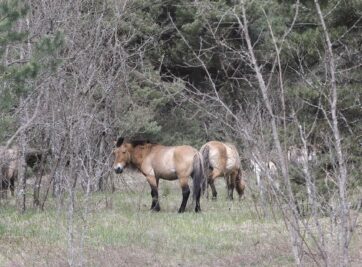 Los animales de Chernóbil