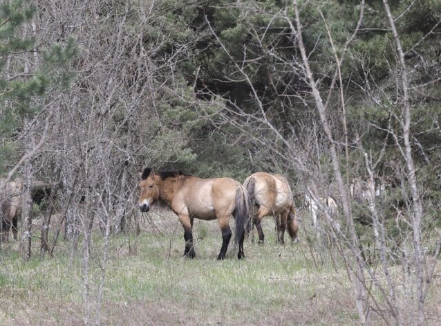 Los animales de Chernóbil