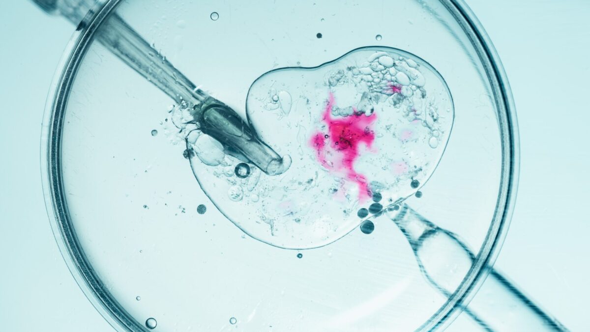 Vista microscópica del procedimiento de fertilización in vitro