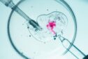 Vista microscópica del procedimiento de fertilización in vitro