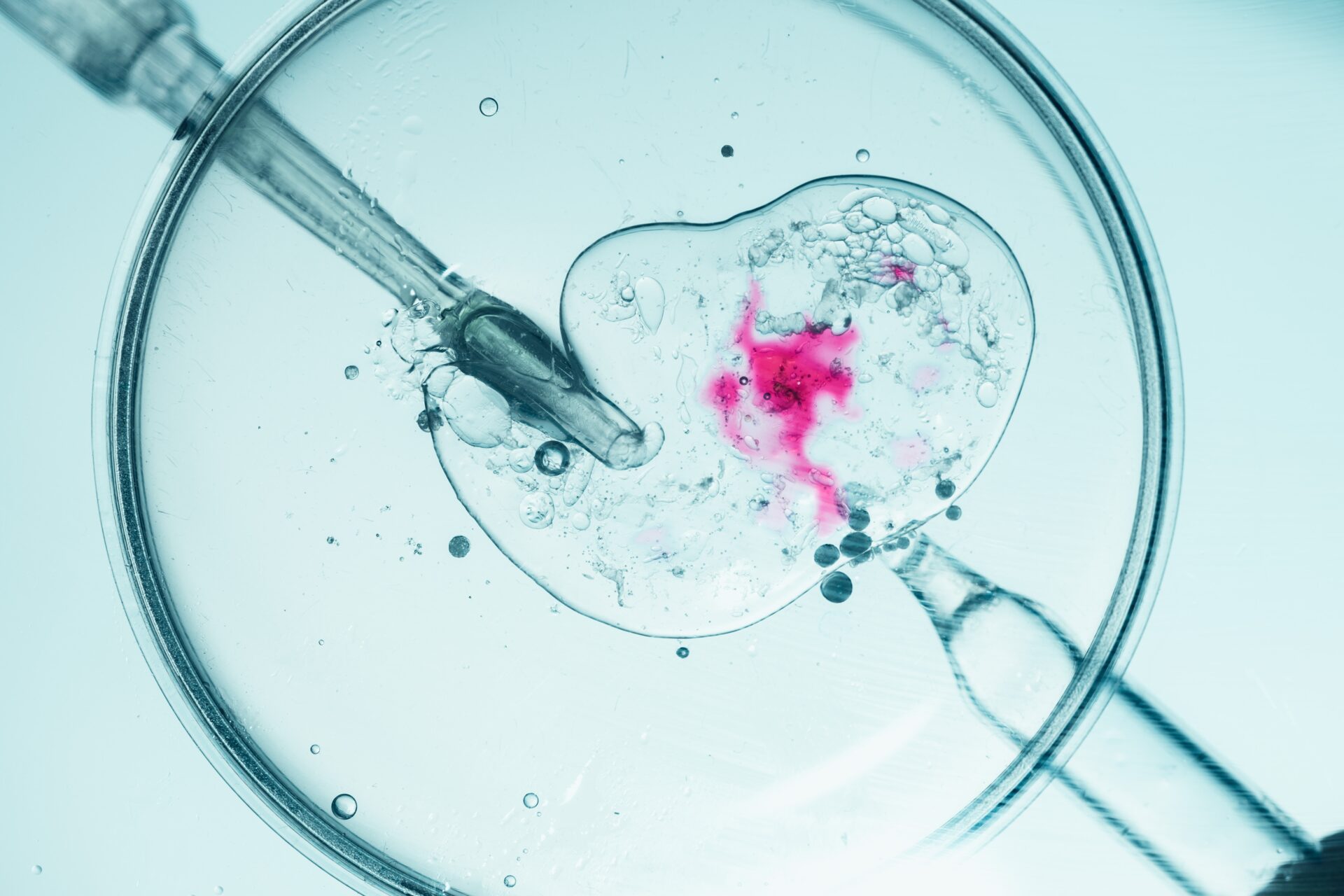 Vista microscópica del procedimiento de fertilización in vitro
