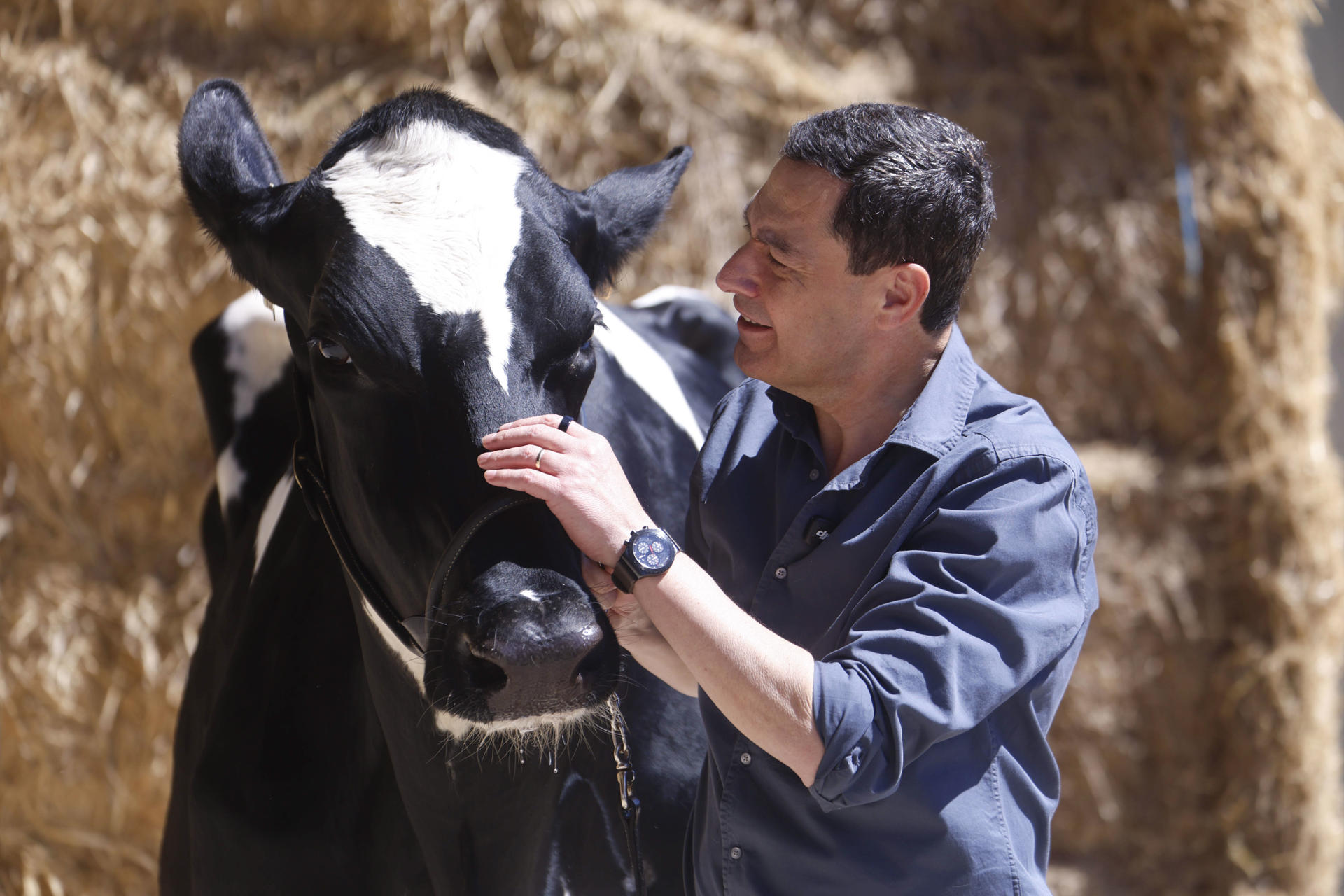 AÑORA (CÓRDOBA) 14/05/2026.- El candidato del Partido Popular a la Junta de Andalucía Juanma Moreno se fotografía con la vaca Blanca durante visita la ganadería el Cruce en la localidad de Añora, Córdoba. EFE/Salas