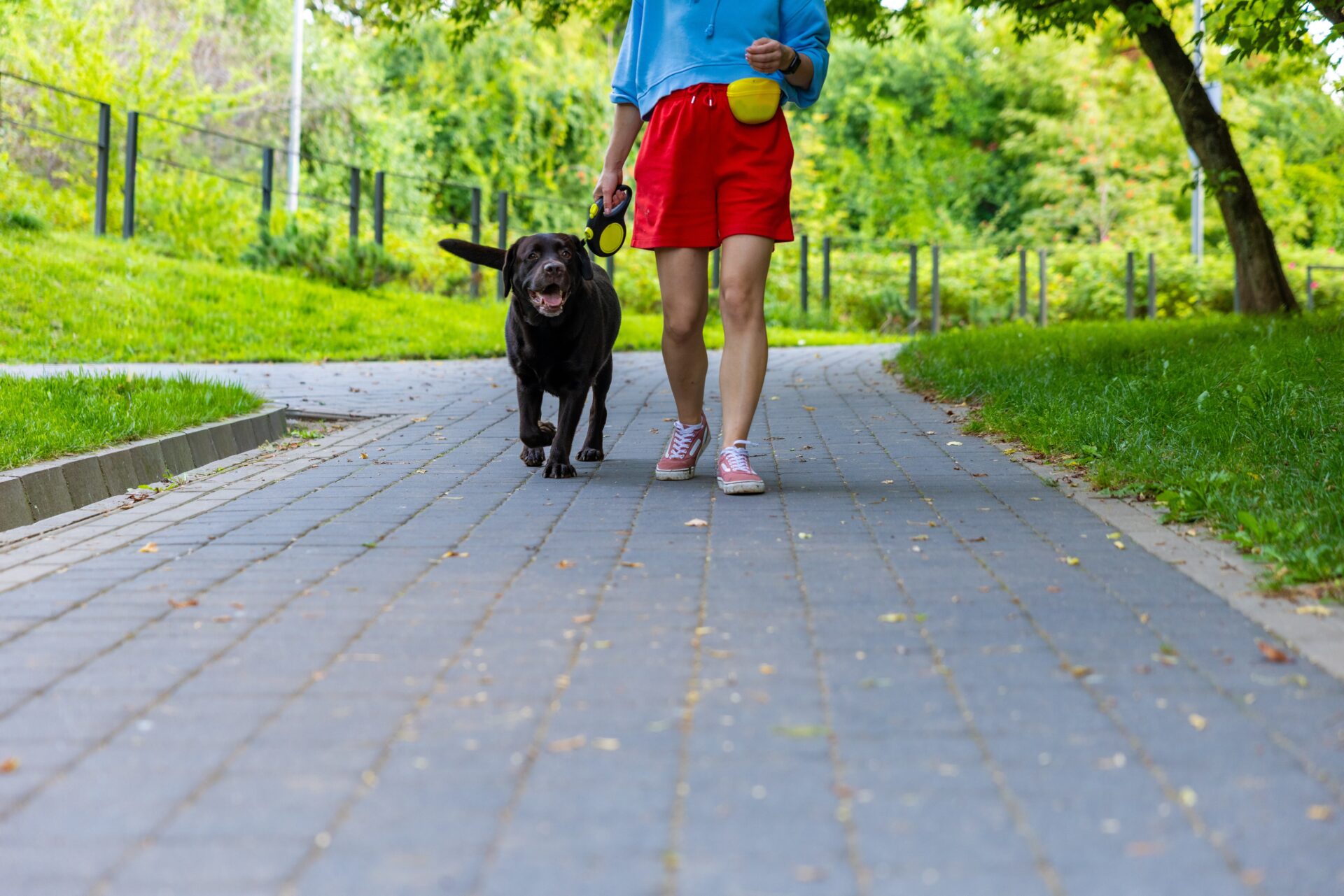 Paseo de perro. Imagen de archivo