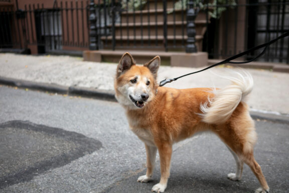 Un perro atado en la calle