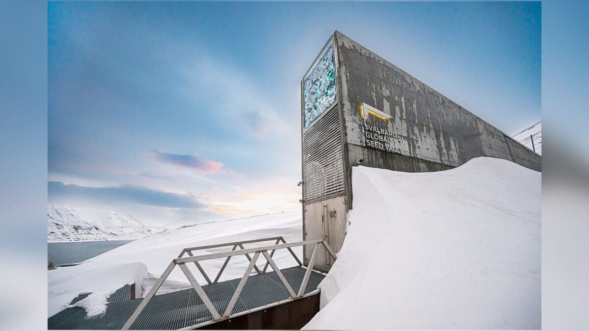 La Bóveda Global de Semillas de Svalbard fue inaugurada en febrero de 2008 como una instalación de respaldo segura para la diversidad de cultivos del mundo en el archipiélago de Svalbard, en Noruega.