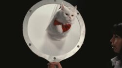 En la mente de un gato - Cultura