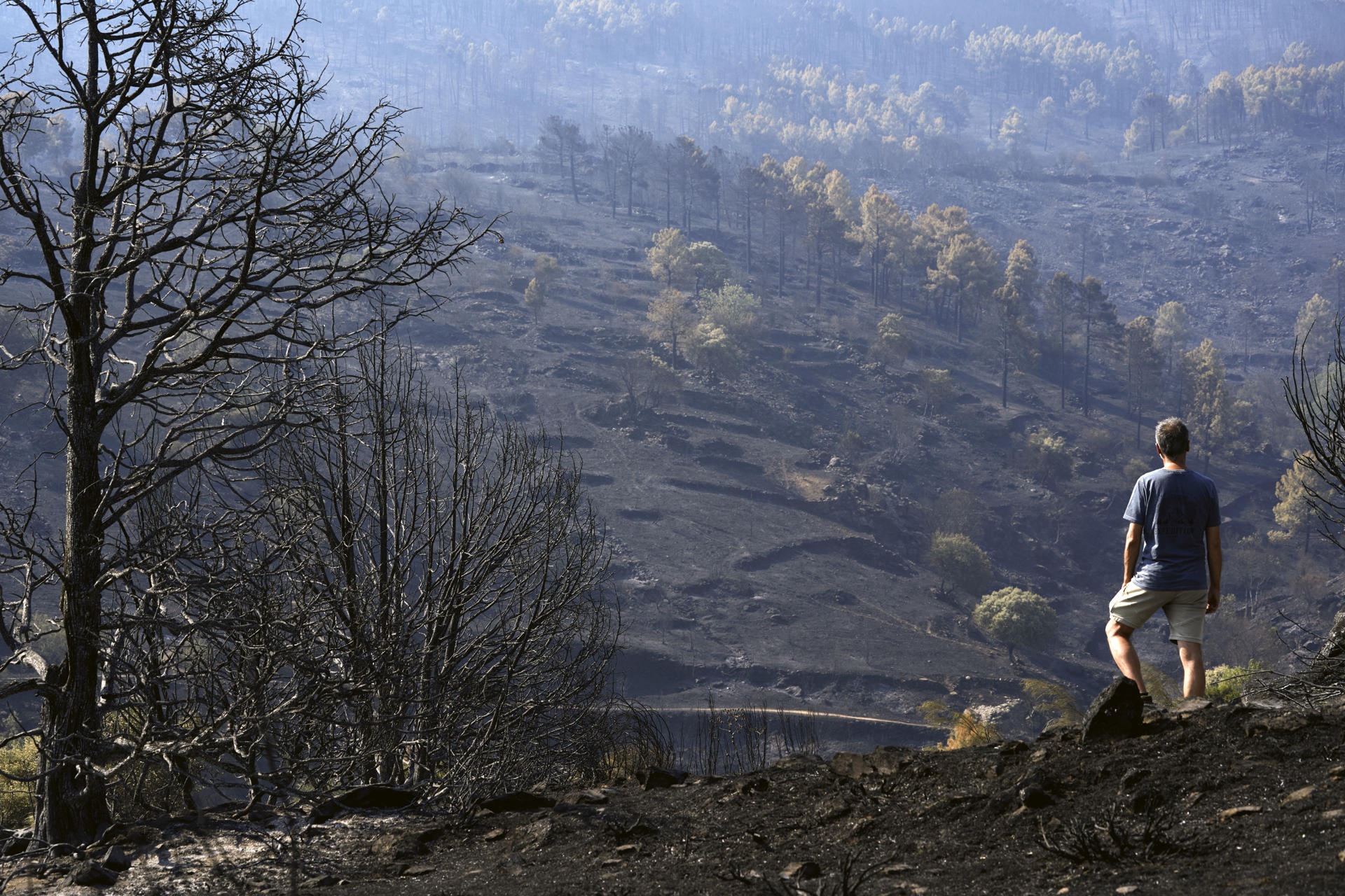 FOTODELDÍA PARQUE NATURAL DEL VALLE DE IRUELAS (ÁVILA), 28/07/2026.- Un hombre observa uno de los pinares arrasados por el incendio de Burgohondo (Ávila) en el Parque Natural del Valle de Iruelas, una de las mayores colonias de buitre negro de Europa. EFE/ Raúl Sanchidrián