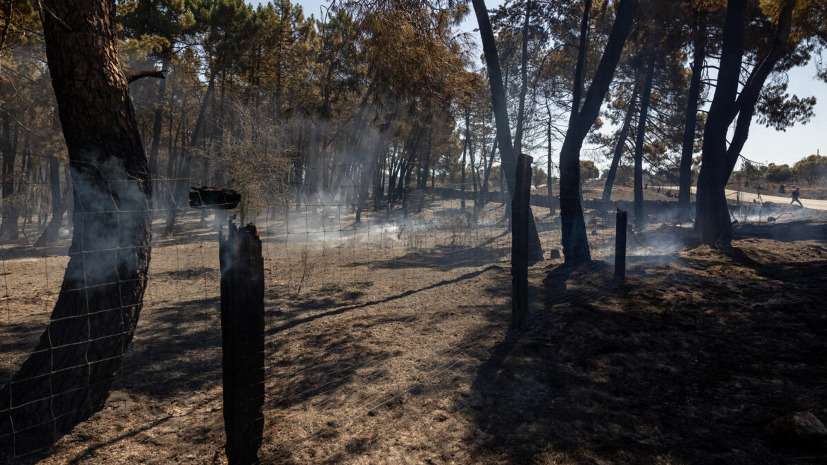 FOTODELDIA LOZOYUELA (MADRID) 17/07/2026.- Vista de la zona quemada por incendio forestal declarado este viernes en Lozoyuela que continúa en fase de estabilización y sin frentes de llama activos, aunque permanece sin controlar y mantiene el nivel 2 del Plan Especial de Protección Civil de Emergencia por Incendios Forestales (Infoma), ante el riesgo de reproducciones por las altas temperaturas y el viento previstos para la jornada. EFE/Daniel González