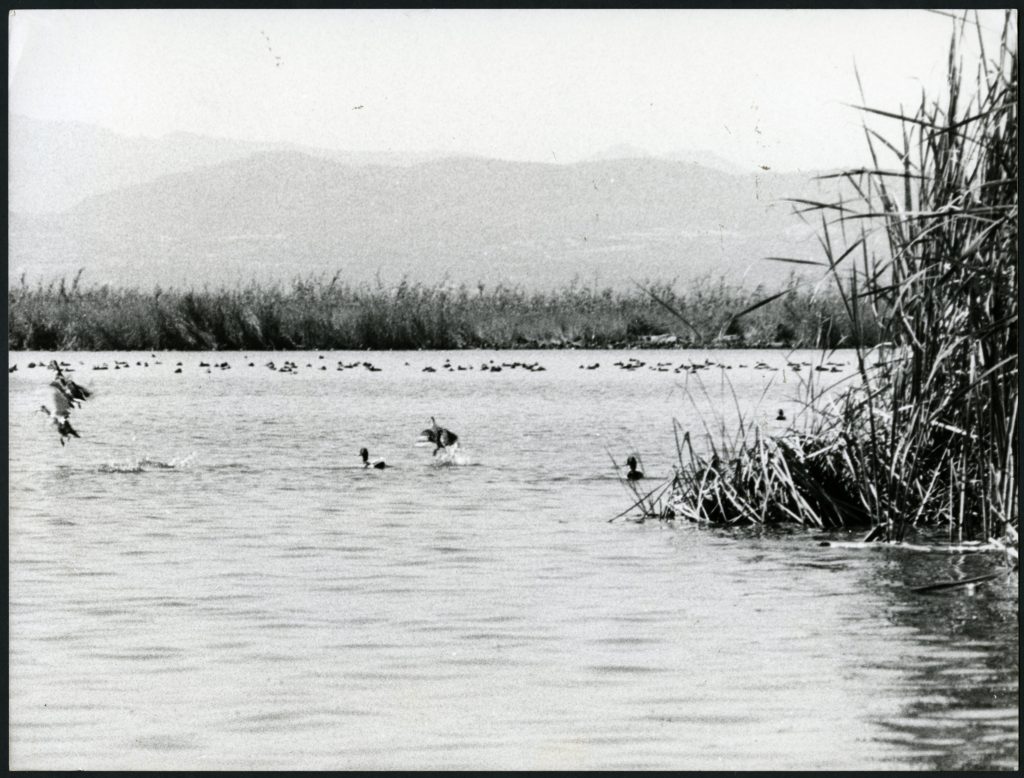 Exposición sobre la Albufera de Valencia, en el IVAM