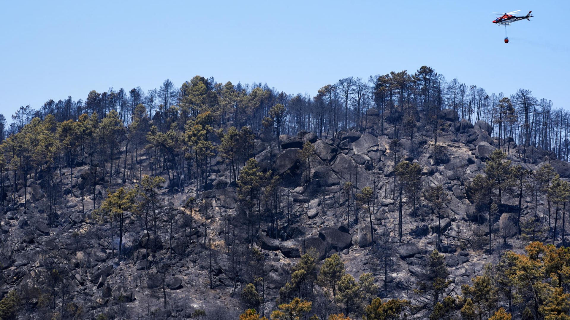 Paisaje quemado en el Parque Natural del Valle de Iruelas (Ávila) tras el paso del fuego.