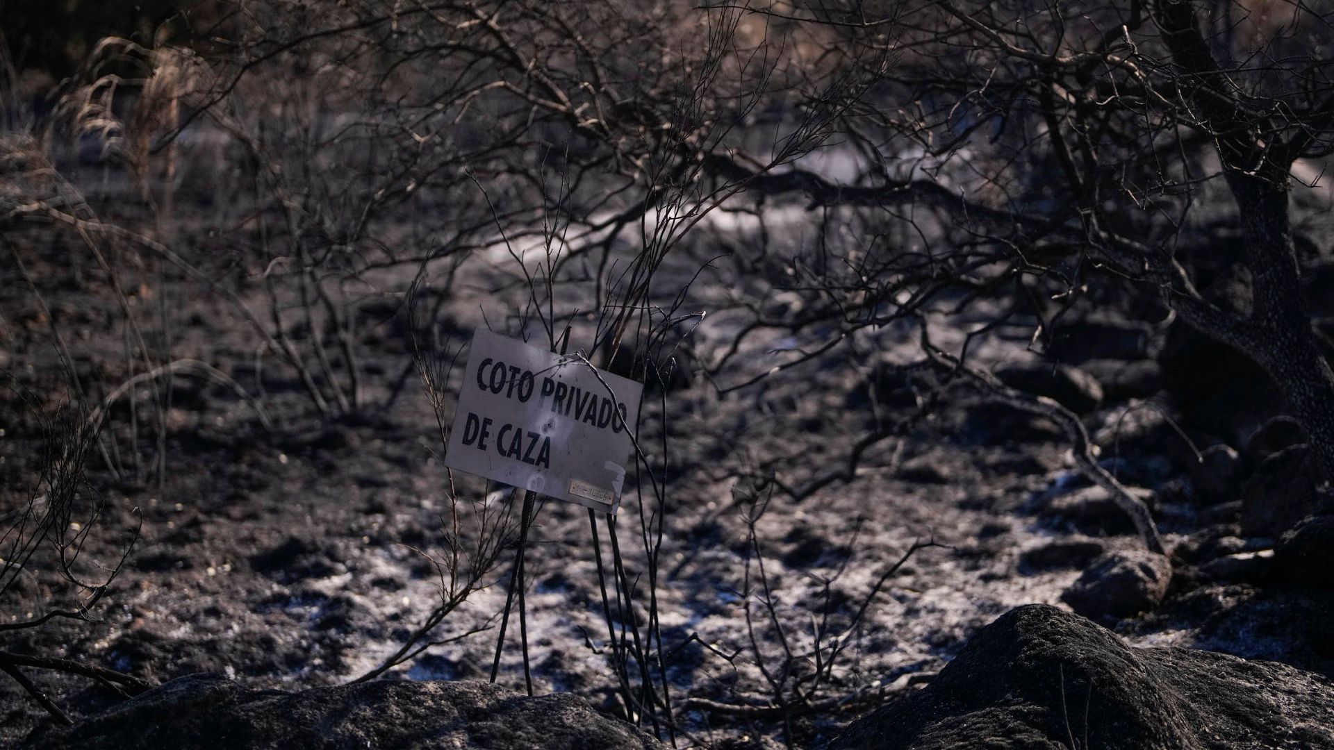 El 'combustible del monte' acumula ya más de 2,3 millones de hectáreas sin uso por el abandono de la agricultura y la ganadería El 'combustible del monte' acumula ya más de 2,3 millones de hectáreas sin uso por el abandono de la agricultura y la ganadería