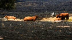 Ganado en las proximidades de La Adrada (Ávila), zona afectada por el incendio de Burgohondo.