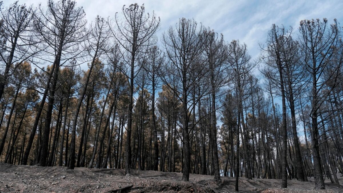 Efectos del incendio de la Sierra Norte de Guadalajara.