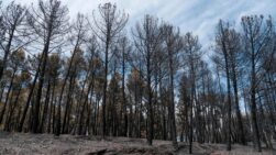 Efectos del incendio de la Sierra Norte de Guadalajara.