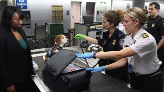 Requisitos de embarque para mascotas - Economía