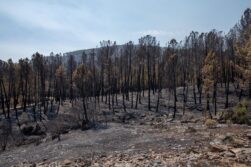 Terreno quemado