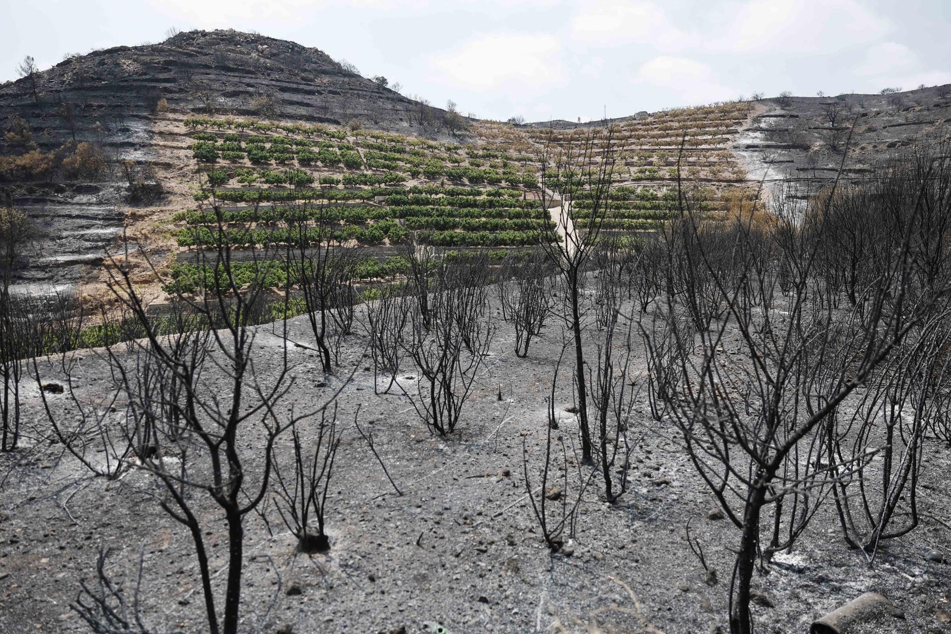 LA VILAVELLA (CASTELLÓN), 31/07/2026.- Paisaje quemado en la Vilavella (Castellón), uno de los municipios afectados por el incendio declarado el pasado sábado en La Vall d'Uixó (Castellón) que sigue sin estabilizar tras siete días activo, aunque el objetivo es conseguirlo este viernes y si no mañana, y mantiene evacuadas a 2.800 personas, tras haberse permitido hoy que vuelvan 2.400 vecinos, todos los que seguían evacuados menos los de Artana y Eslida. EFE/Kai Försterling