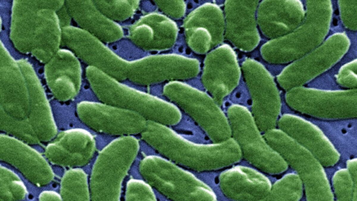 Vibrio vulnificus - Internacional