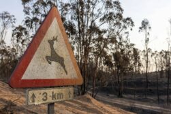 Incendio de Niebla - Sociedad