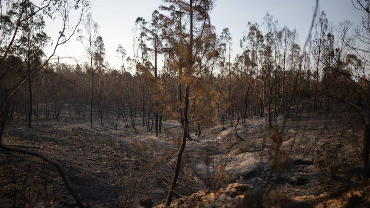 Zona calcinada por el incendio de Niebla.