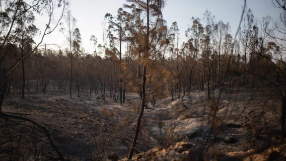 Zona calcinada por el incendio de Niebla.