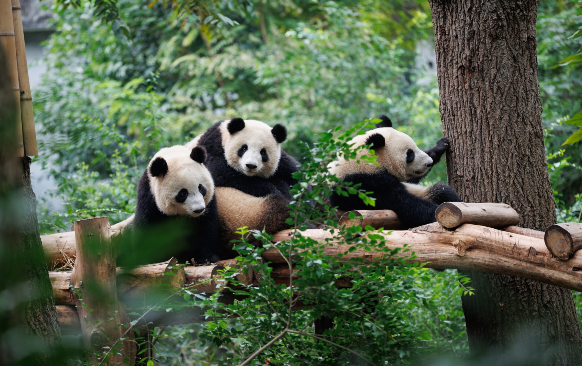 Grupo panda gigante jugando en el zoológico