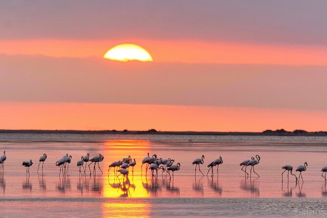 Atardecer con los flamencos que habitan el delta del Ebro