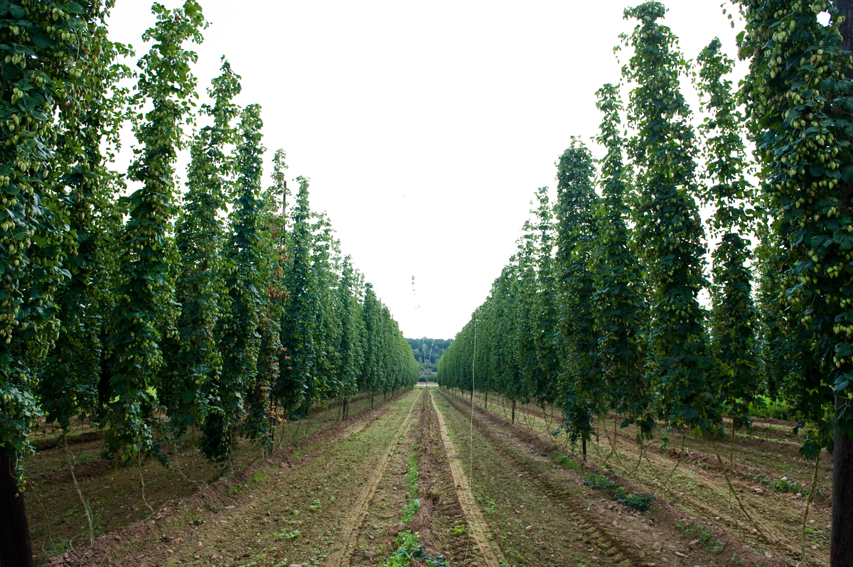 Campos de lúpulo de León.