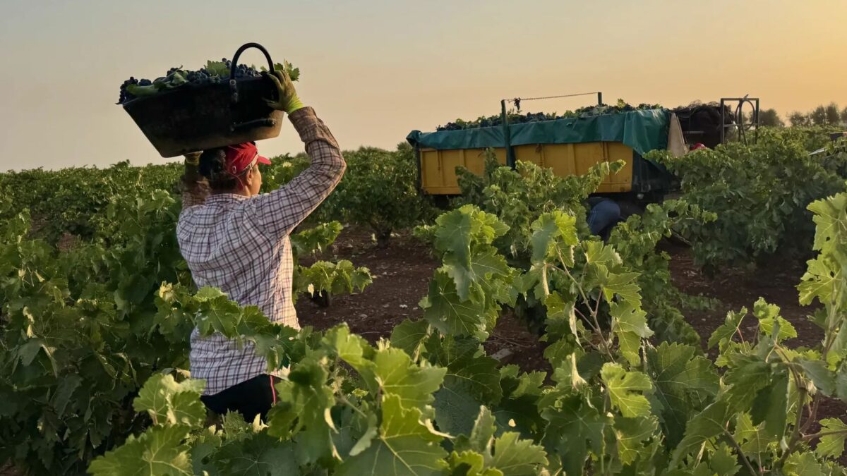 Una agricultura participa en la vendimia extremeña.