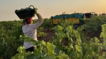 Una agricultura participa en la vendimia extremeña.