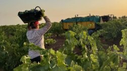Una agricultura participa en la vendimia extremeña.
